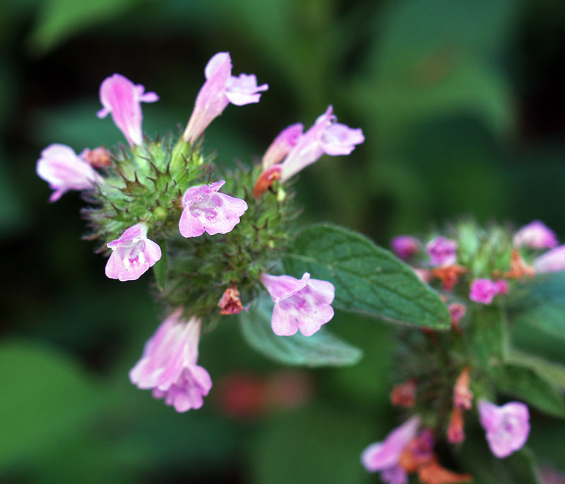 Clinopodium vulgare